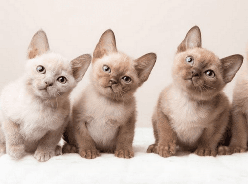 tonkinese kittens