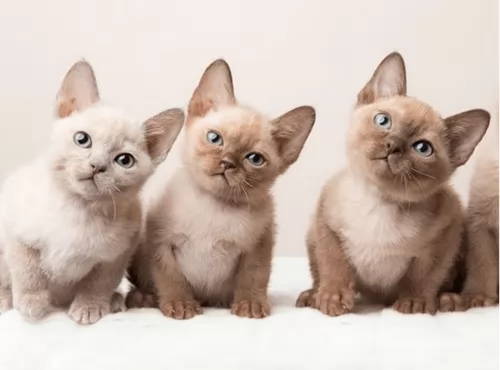 tonkinese kittens - health problems