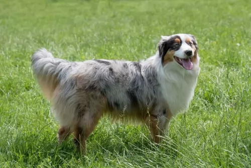toy australian shepherd dog - characteristics