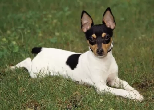 toy fox terrier - history