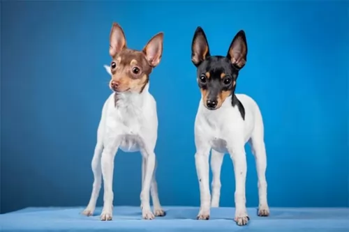 toy fox terrier dogs - caring