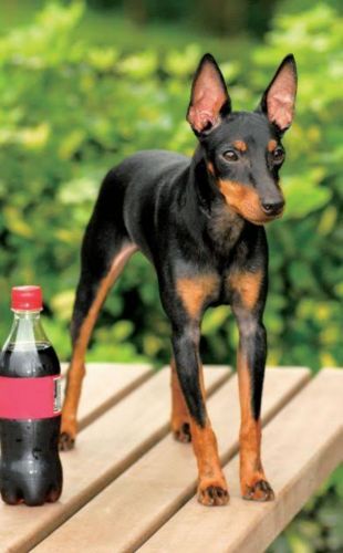 toy manchester terrier