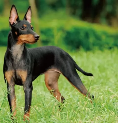 toy manchester terrier dog - characteristics