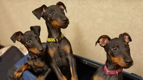 toy manchester terrier dogs - caring