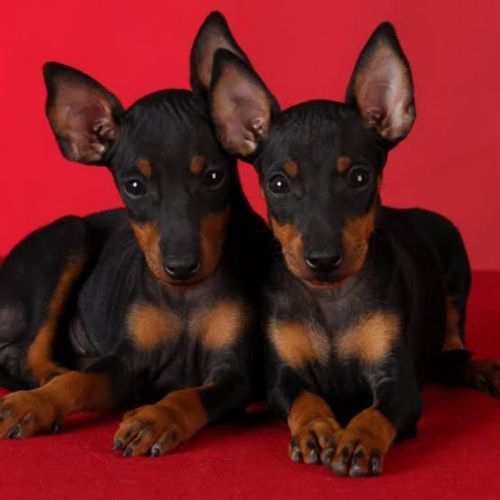 toy manchester terrier puppies