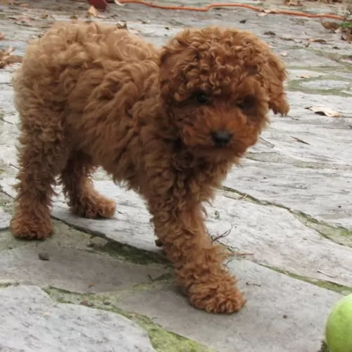 toy poodle - history