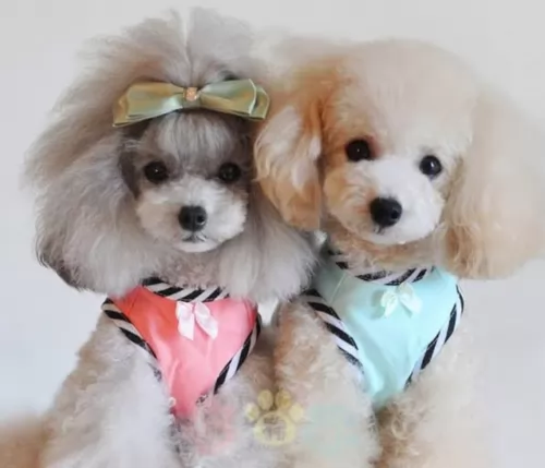 toy poodle puppies - health problems
