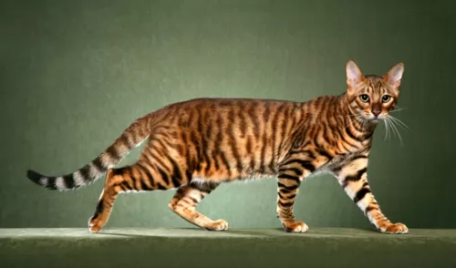 toyger - history