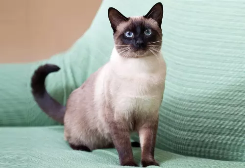traditional siamese - history