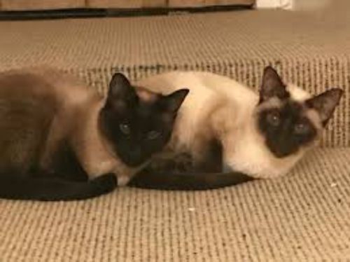 traditional siamese cats