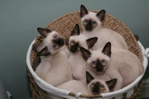 traditional siamese kittens - health problems