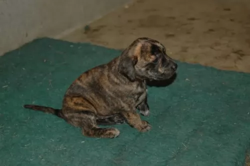 treeing tennessee brindle puppy - description