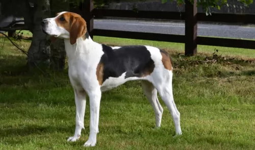 treeing walker coonhound dog - characteristics