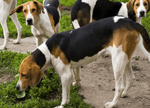 treeing walker coonhound dogs