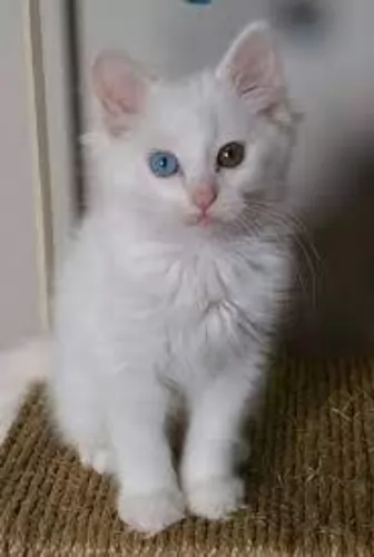 turkish angora kitten - description