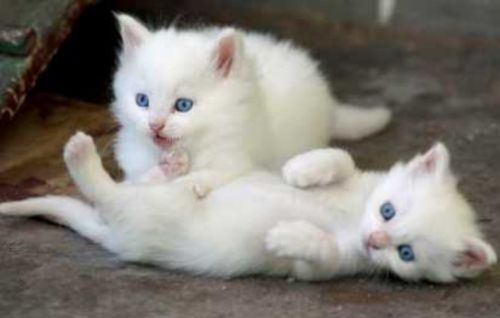 turkish angora kittens