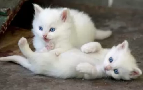 turkish angora kittens - health problems