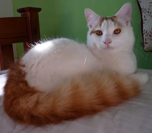 turkish van cat - characteristics