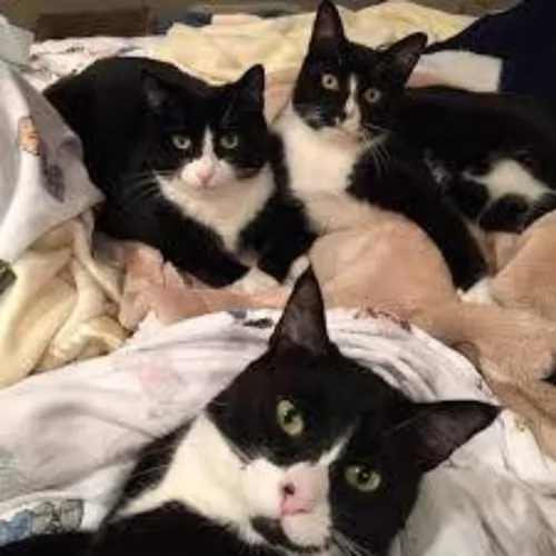tuxedo cats - caring