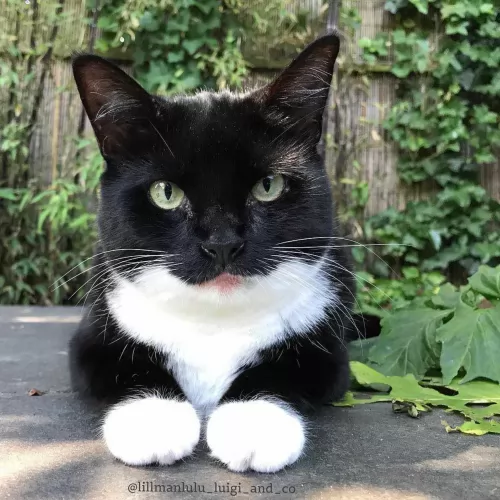 tuxedo kitten - description