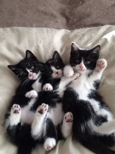 tuxedo kittens - health problems