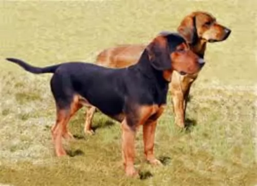 tyrolean hound dogs - caring