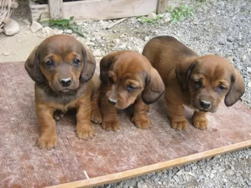 tyrolean hound puppies - health problems