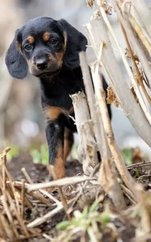 tyrolean hound puppy - description