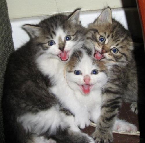 ussuri kittens