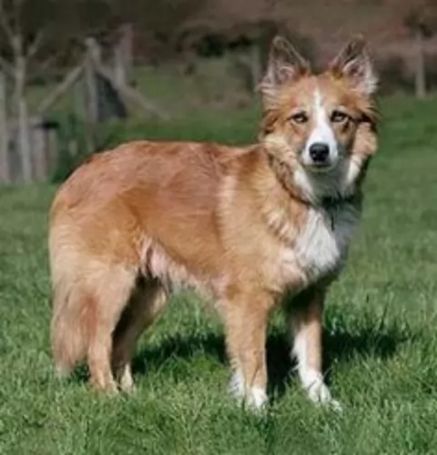 welsh sheepdog dog - characteristics