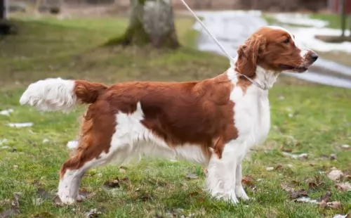 welsh springer spaniel dog - characteristics