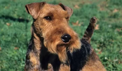 welsh terrier dog - characteristics