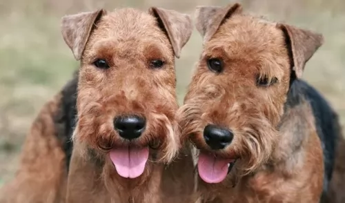 welsh terrier dogs - caring