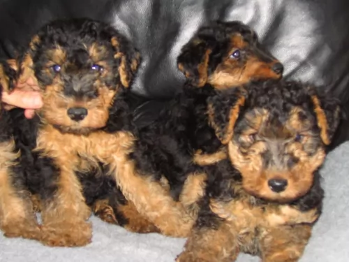 welsh terrier puppies - health problems