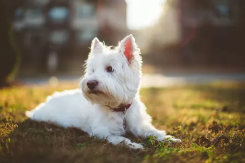 west highland white terrier dog - characteristics