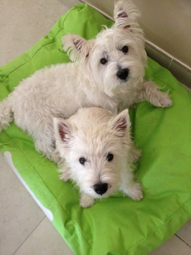 west highland white terrier dogs