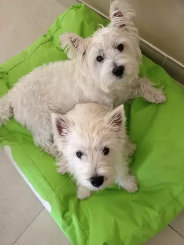 west highland white terrier dogs - caring