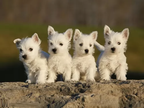 west highland white terrier puppies - health problems