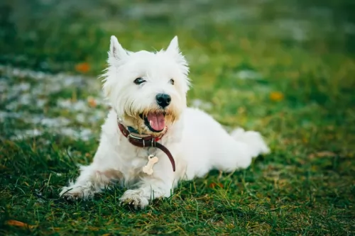 west highland white terrier puppy - description
