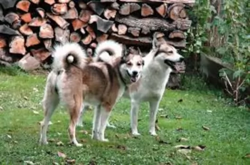 west siberian laika dogs - caring