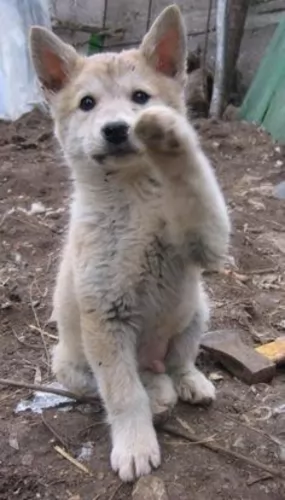 west siberian laika puppy - description