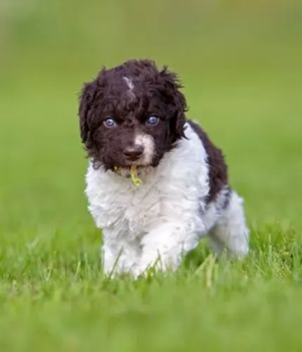 wetterhoun puppy - description