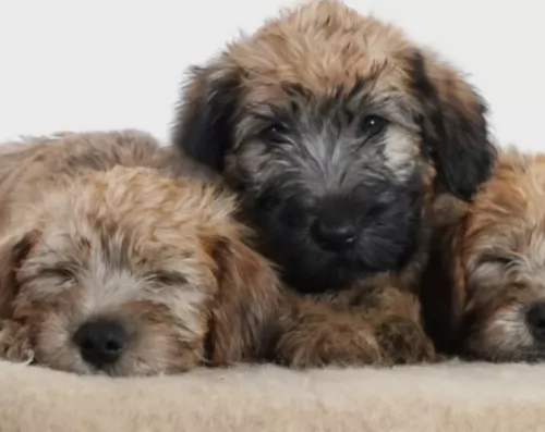 wheaten terrier puppies - health problems