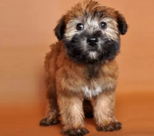 wheaten terrier puppy - description
