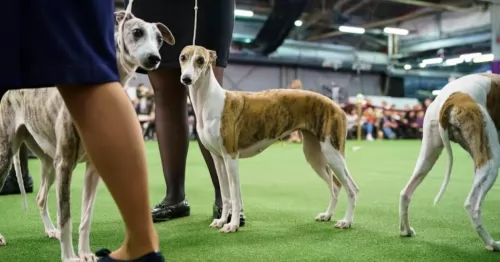 whippet dogs - caring