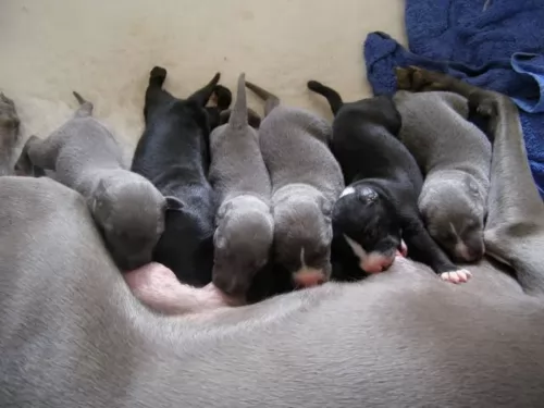 whippet puppies - health problems