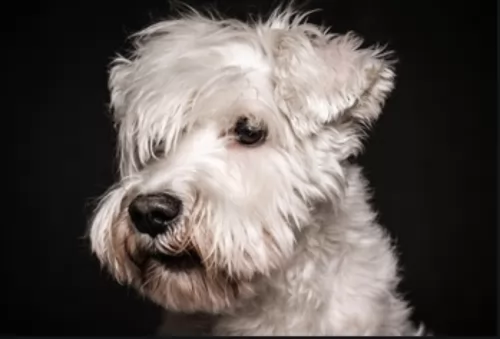 white schnauzer dog - characteristics