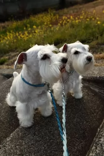 white schnauzer dogs - caring