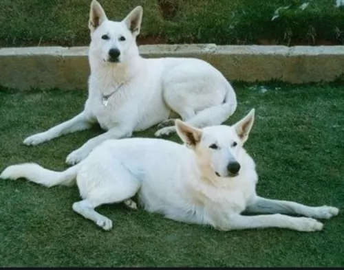 white shepherd dogs - caring