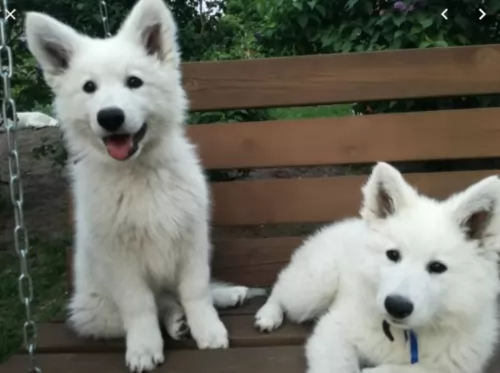 white shepherd puppies - health problems
